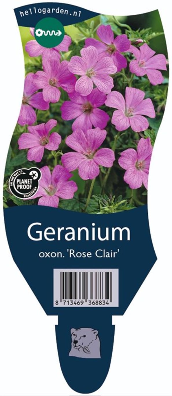 Geranium ox. 'Rose Clair' - P11